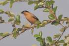 brahminystarling_small.jpg