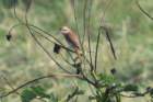 brownshrike2_small.jpg