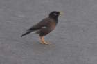 commonmyna_small.jpg