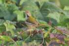 commontailorbird_small.jpg