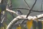 commonwoodshrike_small.jpg