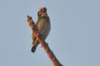 coppersmithbarbet_small.jpg