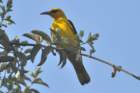 goldenoriole2_small.jpg