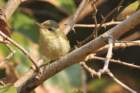 Green Warbler