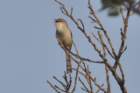 greybreastedprinia_small.jpg