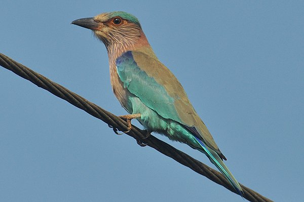 indianroller.jpg