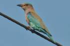 indianroller_small.jpg