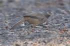 junglebabbler_small.jpg