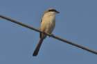 longtailedshrike_small.jpg