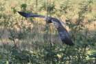 marshharrier2_small.jpg