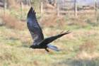 marshharrier3_small.jpg