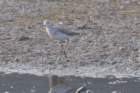 marshsandpiper5_small.jpg