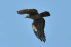 orientalhoneybuzzard2_small.jpg