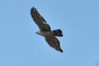 orientalhoneybuzzard3_small.jpg