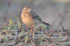 paddyfieldpipit2_small.jpg