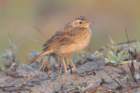 paddyfieldpipit_small.jpg