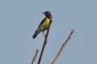 purplerumpedsunbird_small.jpg