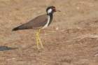 redwattledlapwing_small.jpg