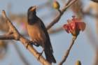 rosecolouredstarling2_small.jpg