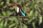 whitebreastedkingfisher_small.jpg