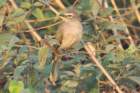 whitebrowedbulbul_small.jpg