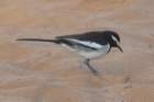 whitebrowedwagtail_small.jpg