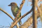 whitecheekedbarbet_small.jpg