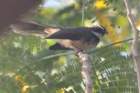 whitethroatedfantail_small.jpg