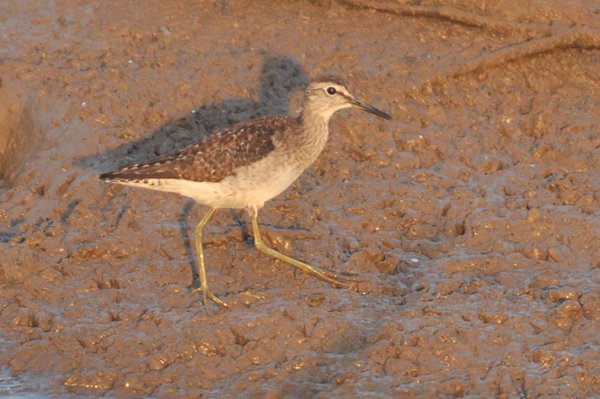 woodsandpiper.jpg