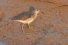 woodsandpiper_small.jpg