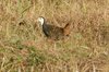 whitebreastedwaterhen6