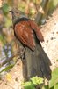 greatercoucal