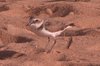 kentishplover