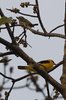 coppersmithbarbet2