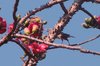 greyheadedstarling2