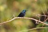 purplesunbird2