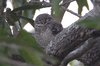 spottedowl3