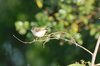 greybreastedprinia2