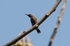 yellowbackedsunbird