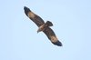 brahminykite4