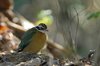 indianpitta