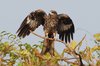 blackkite2