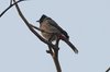 redventedbulbul