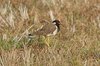 rwlapwing