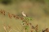 stonechat