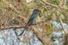 blackdrongo2