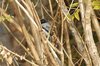 bhcuckooshrike2