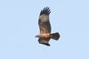 brahminykite3