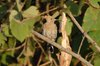 hoopoe