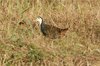 whitebreastedwaterhen5